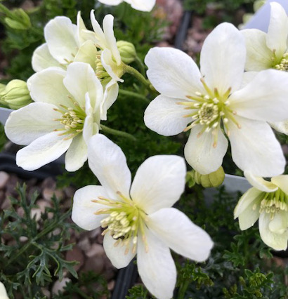 Clematis marmoraria 